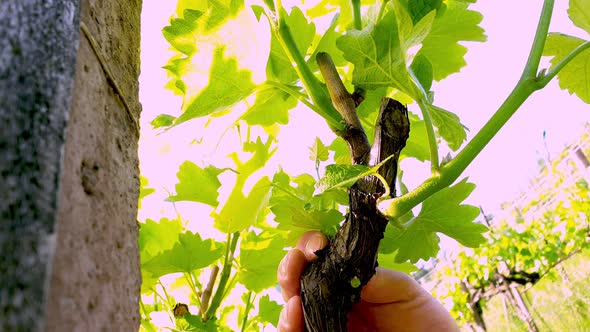 Ring excessive shoots from vines in a vineyard