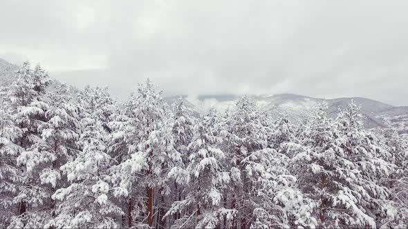 Aerial View of Winter Forest. Snowy Tree Branch, Winter Landscape, Forest, Trees Covered with Frost