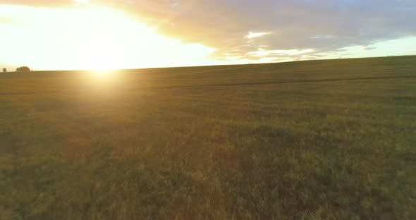 Flight Above Rural Summer Landscape with Endless Yellow Field at Sunny Summer Evening. Agricultural