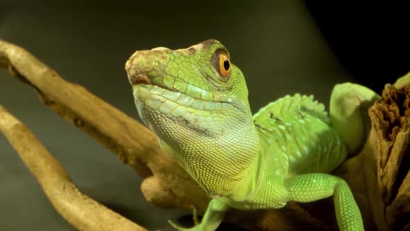 Helmet-bearing Basilisk Sitting on Wooden Snag at Black Background. Close Up