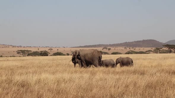 Family of African Elephants Walk Right to Left in Serengeti Safari