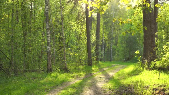 Beautiful Green Woods at Sunny Day