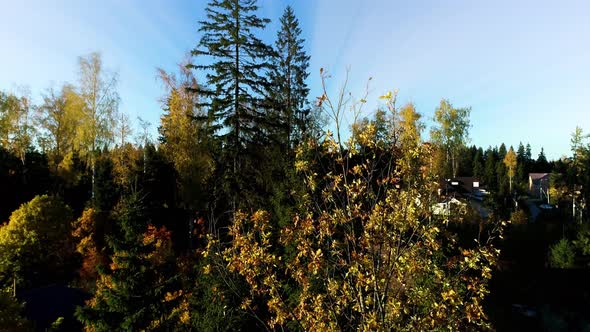 First Autumn Yellow Trees