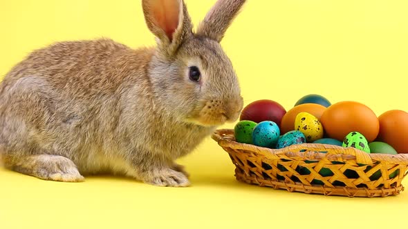 Little Fluffy Brown Affectionate Domestic Rabbit Sitting on a Pastel Yellow Background with a Wicker