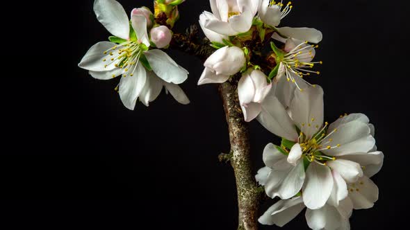 Almond Tree Blossom Time Lapse on Black