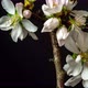Almond Tree Blossom Time Lapse on Black - VideoHive Item for Sale