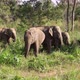 Elephants in Sri Lanka - VideoHive Item for Sale