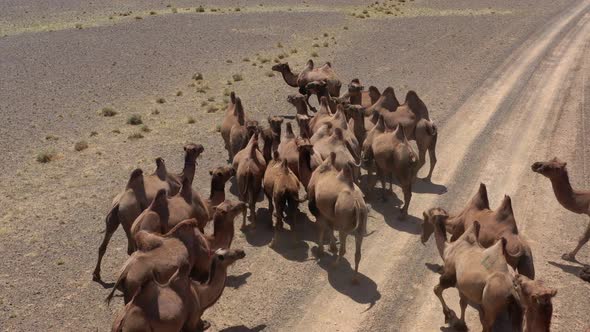 Aerial View of Bactrian Camels Group in Steppe