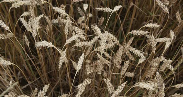 Ripe Ears Of Wheat On The Field At Sunset