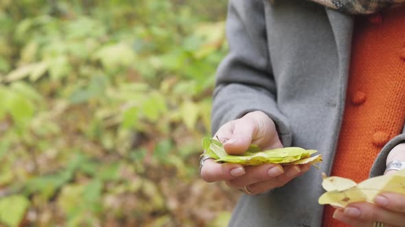 Yellow Autumn Leaf in Hand on a Background of Trees.