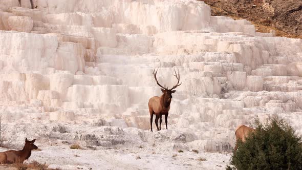 Wild elks in Yellowstone National Park
