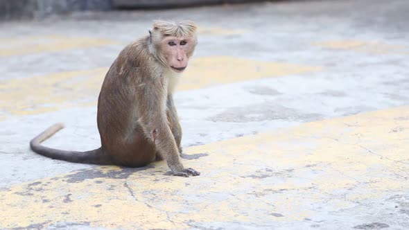 Monkey running away from a dog in the Golden Temple of Dambulla