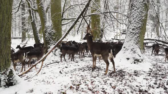 Fallow deer stag eating from a tree,guarding the herd,winter forest.