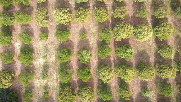 Aerial top view over of rows of orange trees in plantation