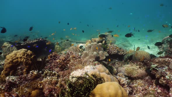 Coral Reef and Tropical Fish Underwater. Camiguin, Philippines