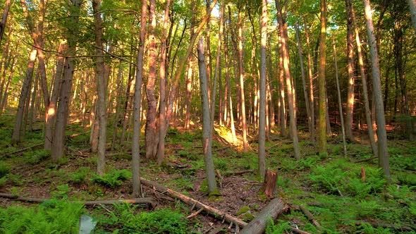 Slow, smooth, low drone video footage moving through a, peaceful, magical fern forest with beautiful