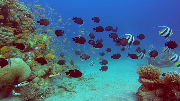 Colorful Underwater Tropical Fishes