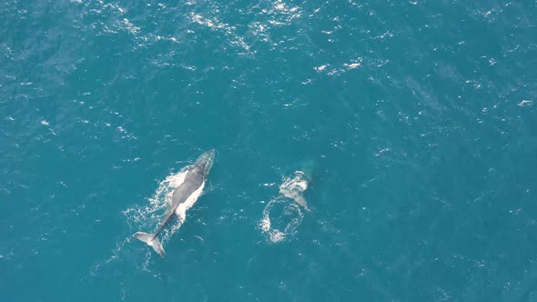 Aerial view of humpback whales.