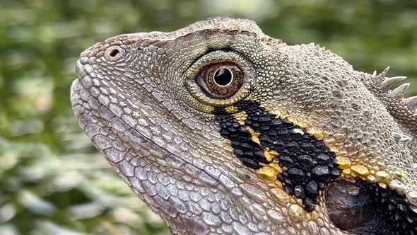 Australian water dragon, intellagama lesueurii blinking its eye with slight head movements at Brisba