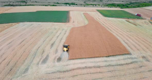 Drone Shot with Orbiting Top View of Mowing Machine, Harvesting on Yellow Canola Field between Green