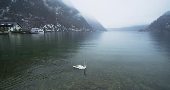 Hallstatter See with swans