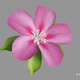 Blooming Flower / Pink - VideoHive Item for Sale