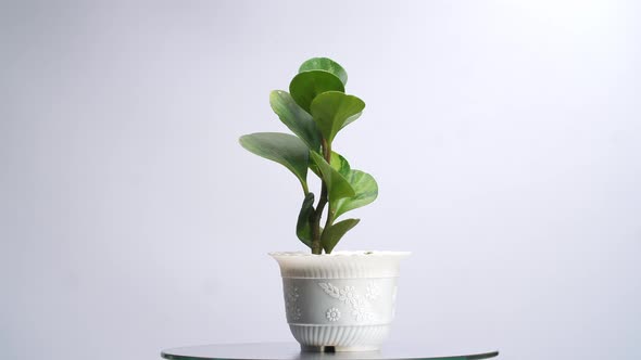 Rubber Plant On The Round Table Revolving Around Itself On The White Screen Background