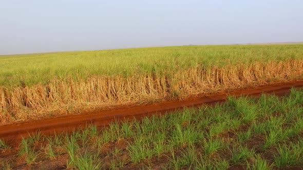 Sugar cane plantation sunset