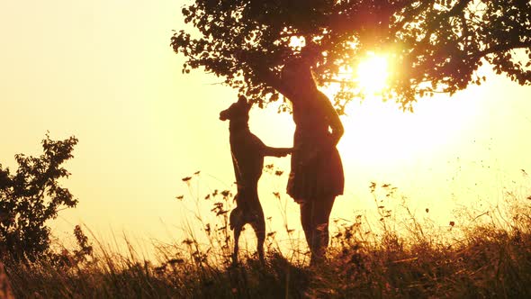 Silhouettes of Girl Training and Playing with Her Cute Dog During Amazing Sunset