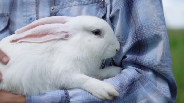 Young Boy Caucasian Ethnicity in a Blue Checkered Shirt Holds Cute Fluffy Domestic White Rabbit His