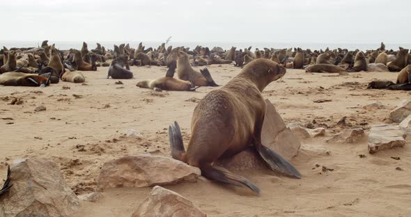 A seal is scratching his belly on a rocks on the beach, Cape Cross seal colony, 4k