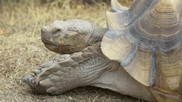 Large tortoise blinking in slow motion