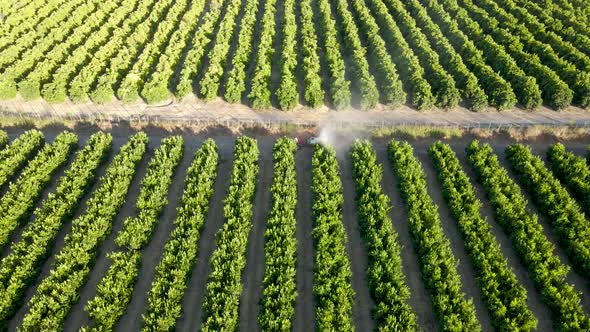 Aerial of a red tractor spraying pesticides on waru waru tangerine plantations in a farm field at da