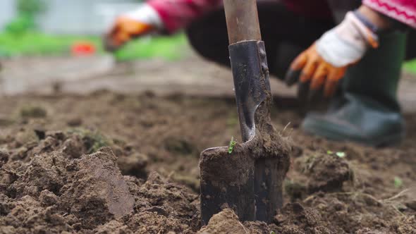 Preparing the Beds for Wintering and Digging Up the Earth with a Shovel