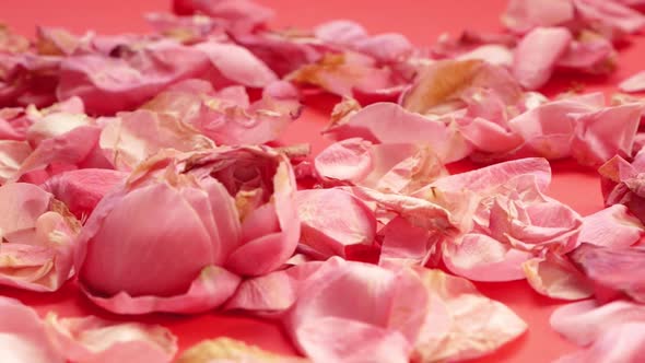 Romantic date theme. Falling pink rose petals slow motion.
