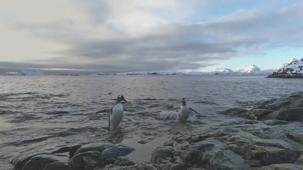 Gentoo Penguin Coming Out of Water To Antarctic Island