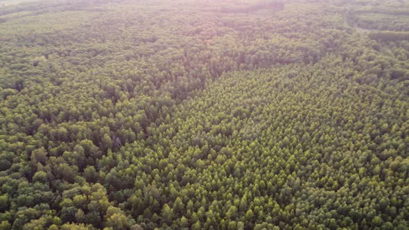 View Into the Distance From the Height of the Forest