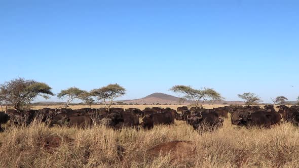 Wide View of a Massive Herd of Water Buffalo in the Serengeti of Tanzania