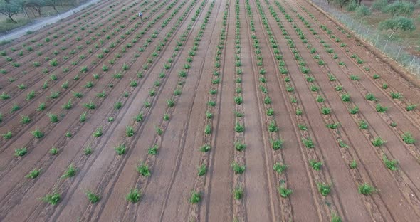 Above A Freshly Planted Vineyard