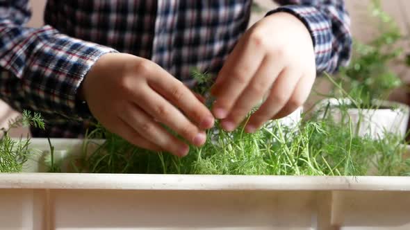 Close-up Caucasian preschooler boy caring for house plants.