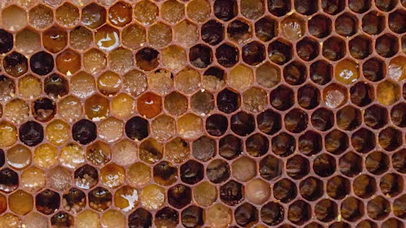 Slow Motion of Honey Frame with Open Hexagonal Cells with Pollen and Perga