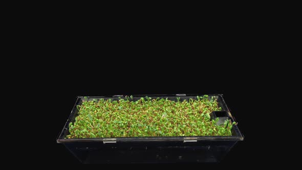 Time-lapse of germinating microgreens red clover seads