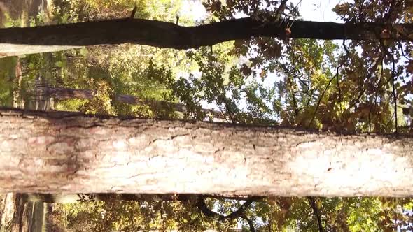 Vertical Video of a Forest with Many Trees in Autumn