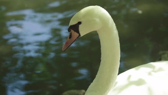 White Swan on the Lake. Close-up.