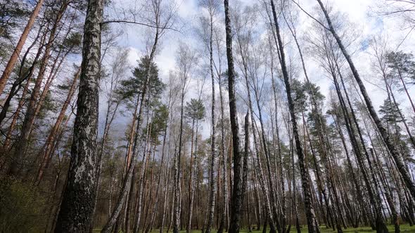 Birch Forest with Birches in the Afternoon