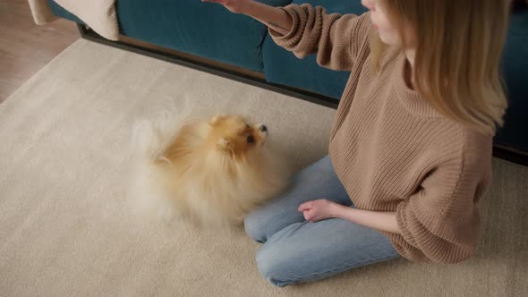 Woman is Training Pomeranian Dog Sitting on the Floor