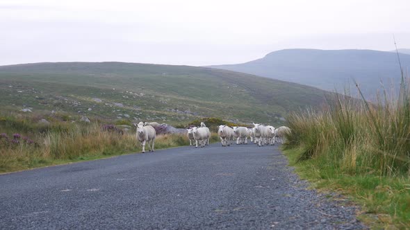 Flock Of Domestic White Sheep Walking On The Road By The Wicklow Mountains In Ireland.  - wide shot