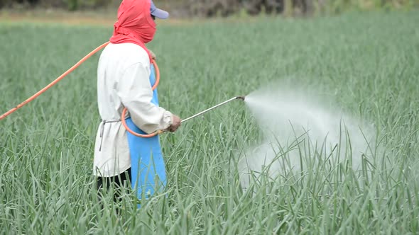 farmer spraying pesticide at onion field in thailand