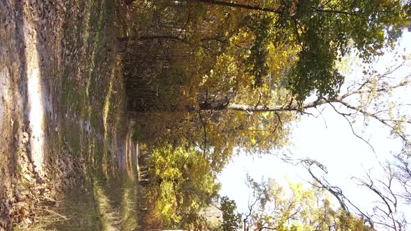 Vertical Video of a Forest Landscape on an Autumn Day in Ukraine