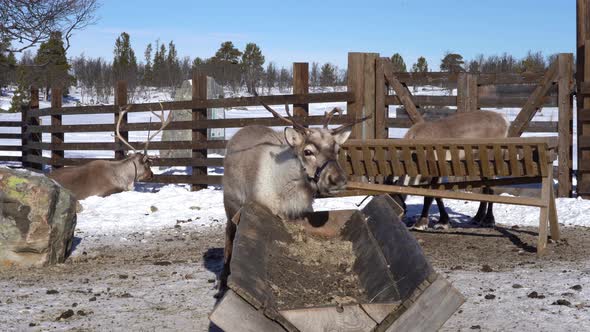 Reindeer looking into camera and eating grass from feeding station during winter in Langedrag nature